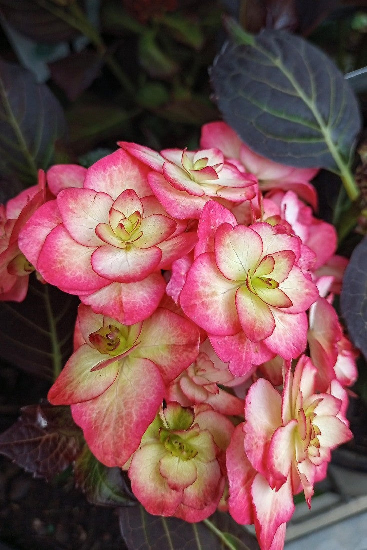 HYDRANGEA MACROPHYLLA MISS SAORI 200MM