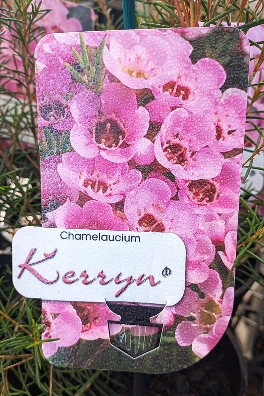 CHAMELAUCIUM KERRYN 140MM