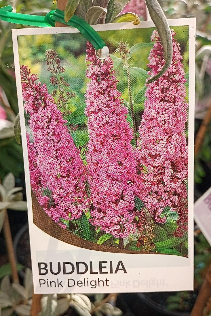 BUDDLEIA PINK DELIGHT 140MM
