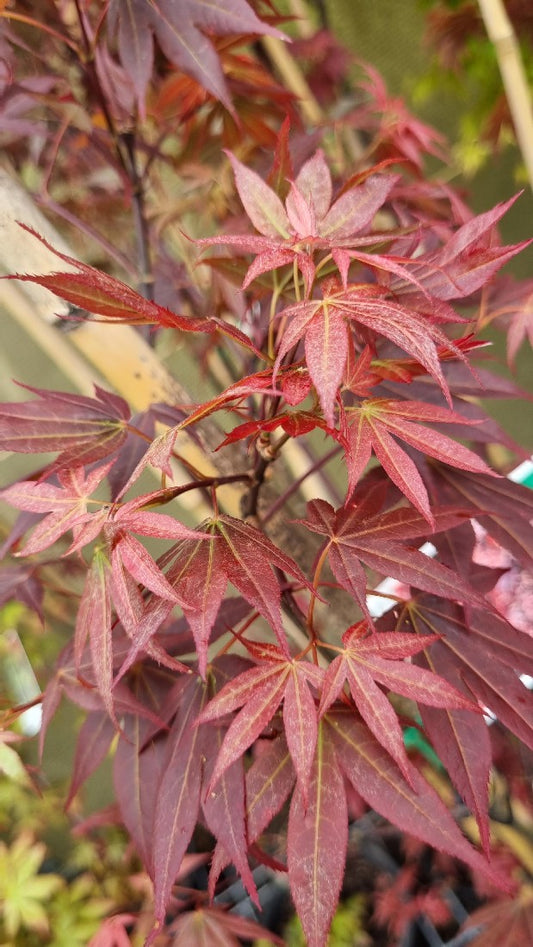 MAPLE ACER PALMATUM APTOPURPUREUM 250MM