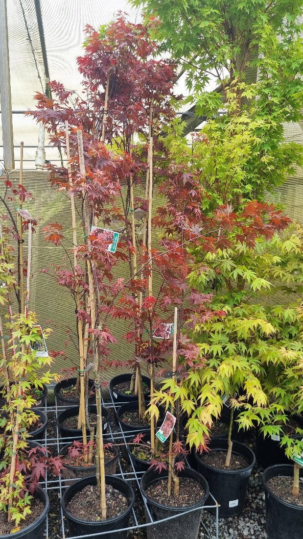 MAPLE ACER PALMATUM APTOPURPUREUM 250MM