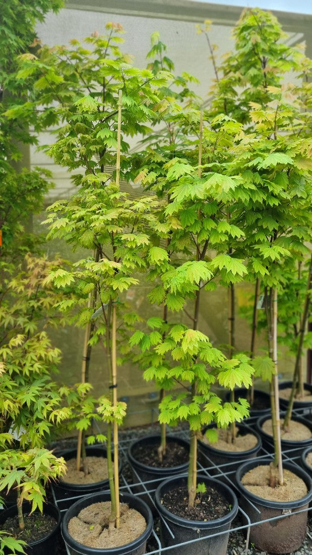 MAPLE ACER JAPONICUM 330MM