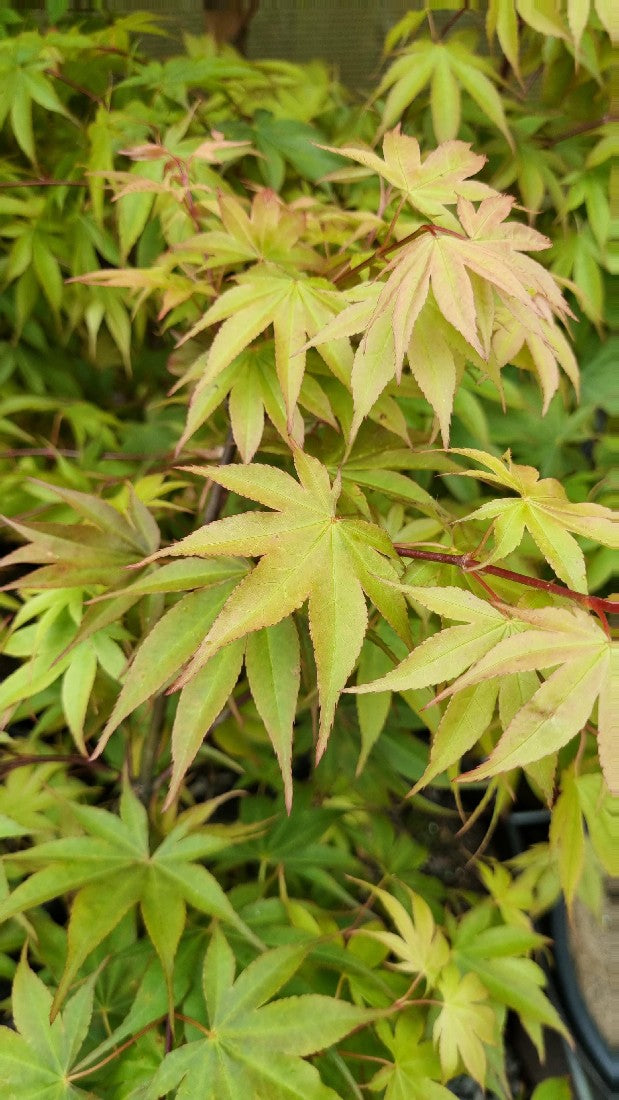 MAPLE ACER PALMATUM OSAKAZUKI 250MM