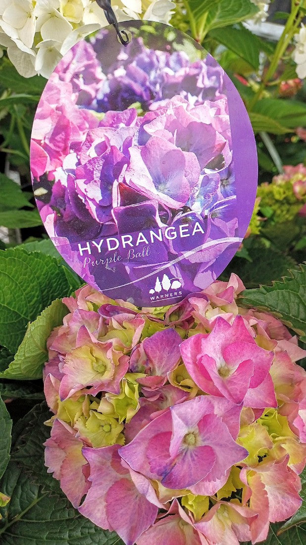 HYDRANGEA PURPLE BALL 200MM