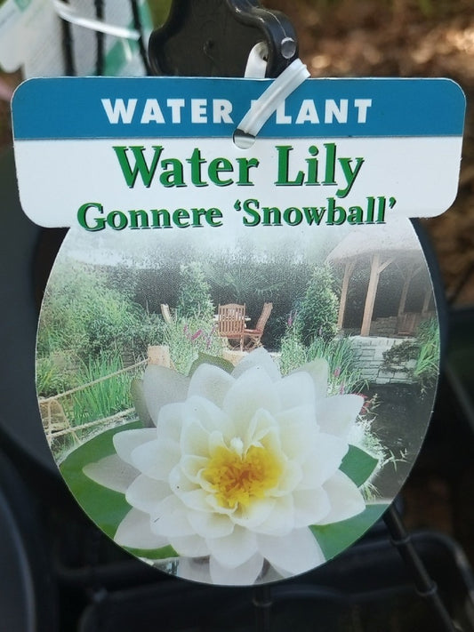 NYMPHAEA WATER LILY GONNERE SNOWBALL 200MM