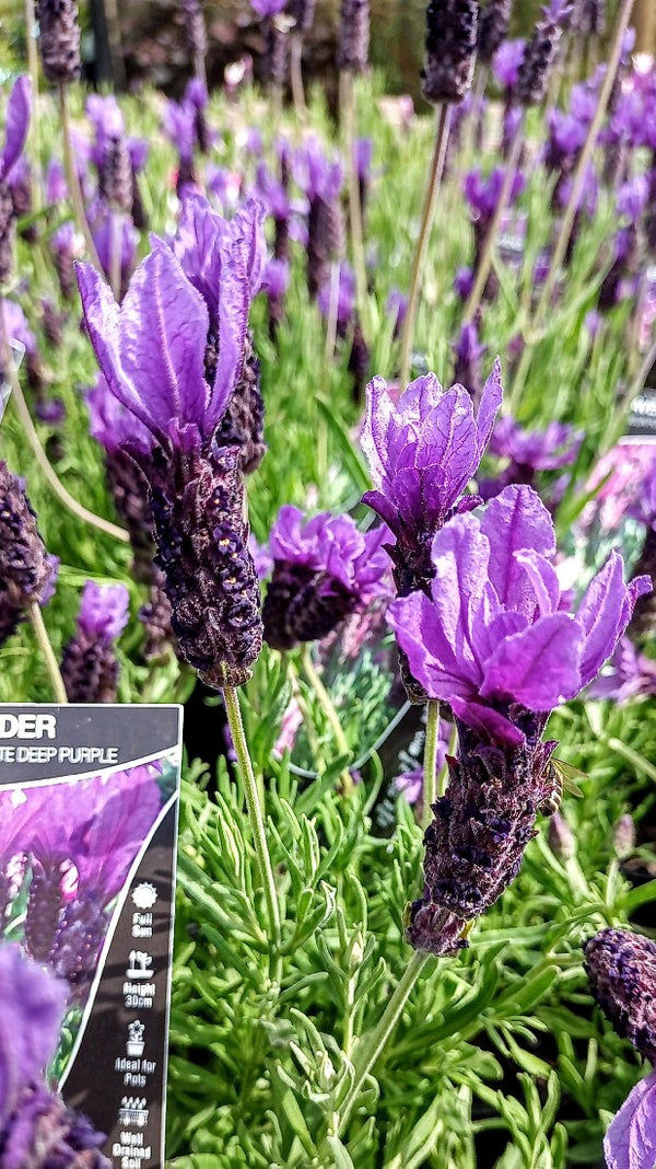 LAVENDER JAVELIN FORTE DEEP PURPLE 140MM Avalon Nursery