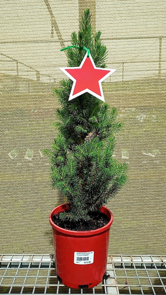 PICEA GLAUCA CHRISTMAS STAR 140MM