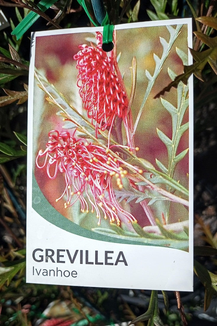 GREVILLEA IVANHOE 140MM