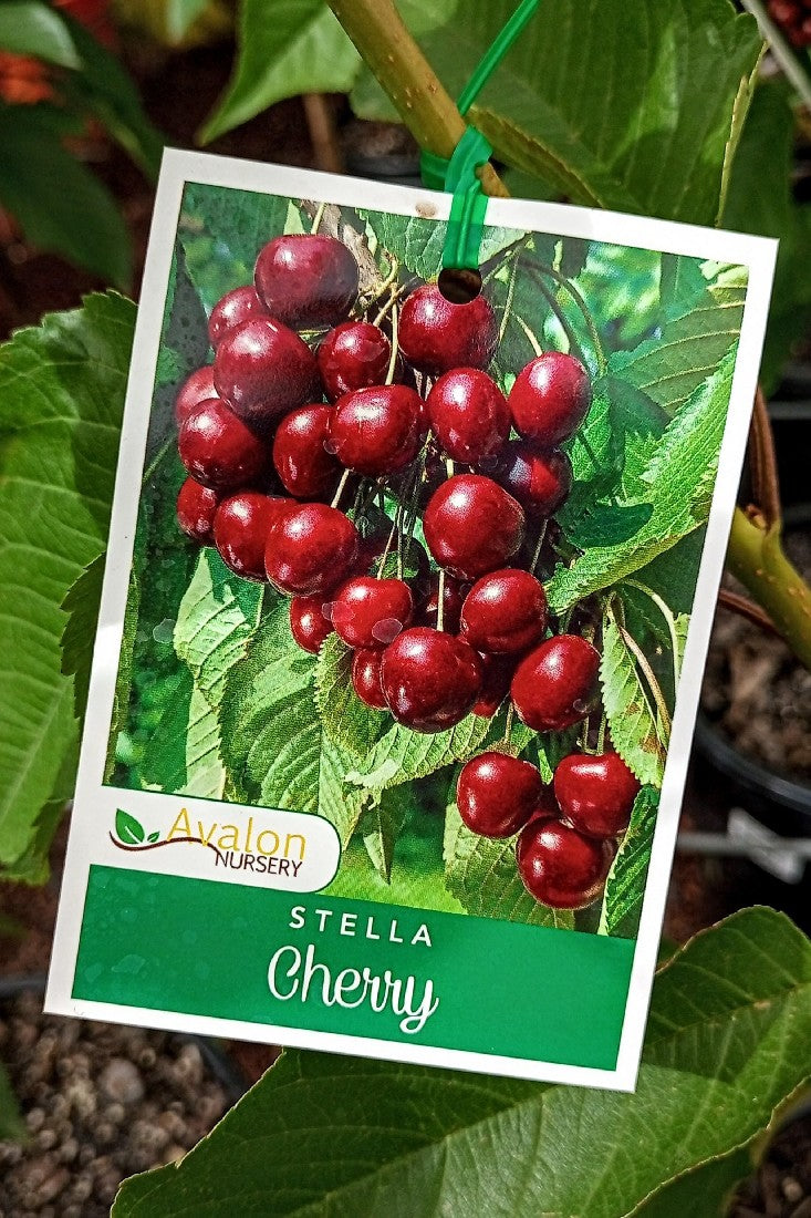 Avalon Nursery // Fruit Trees