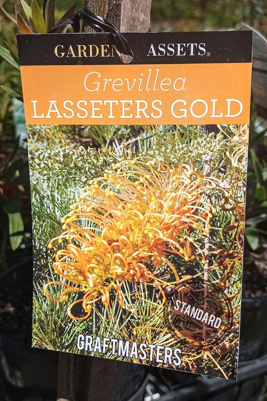 GREVILLEA FORMOSA LASSETERS GOLD STD 250MM