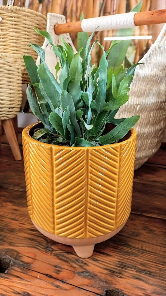 ZARI PLANTER MUSTARD LARGE