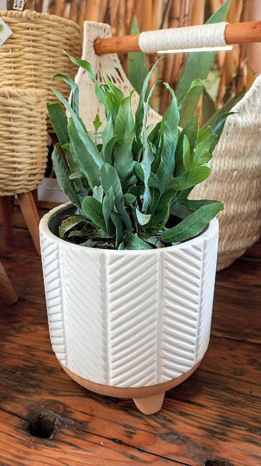 ZARI PLANTER WHITE LARGE