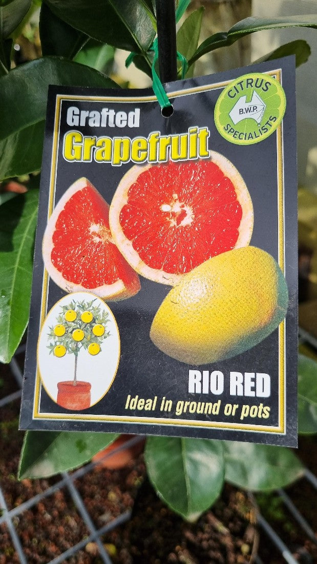 NEW SEASON CITRUS RIO RED GRAPEFRUIT