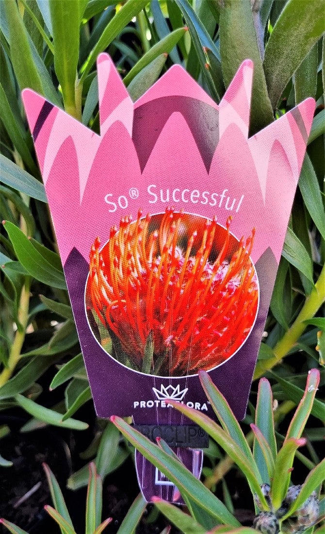 LEUCOSPERMUM SO SUCCESSFUL 140MM