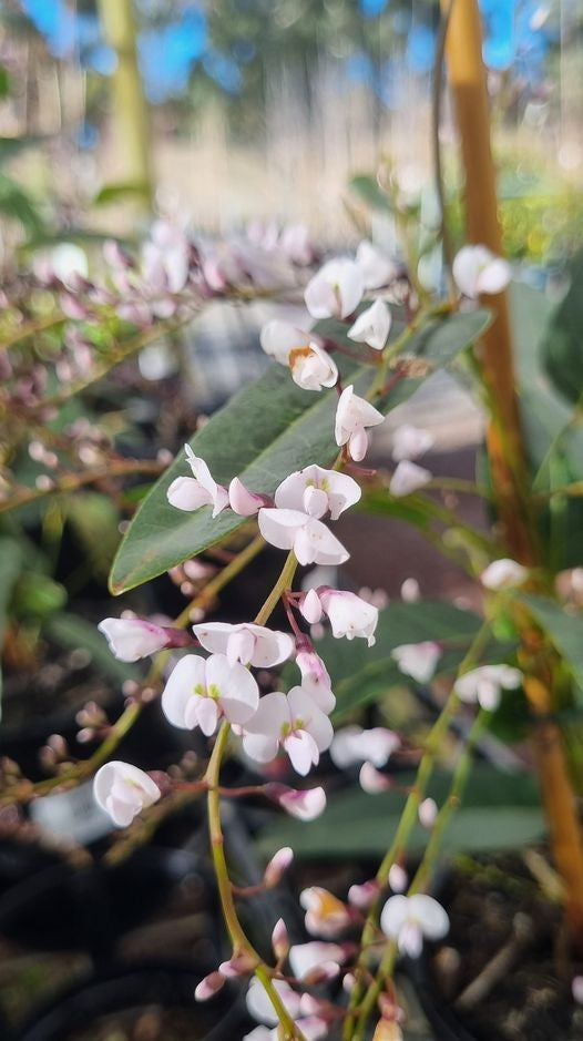 HARDENBERGIA WHITE WREN 140MM