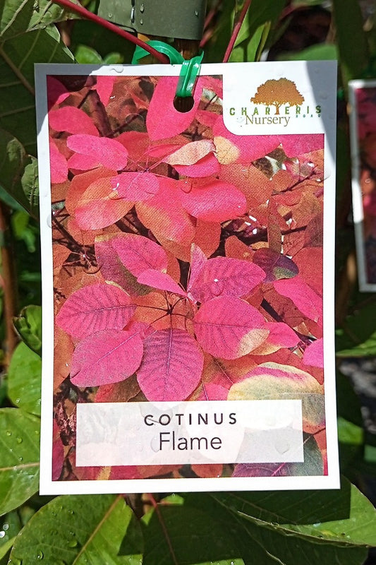 COTINUS FLAME 140MM