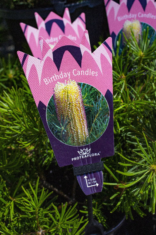 BANKSIA SPINULOSA BIRTHDAY CANDLES 180MM