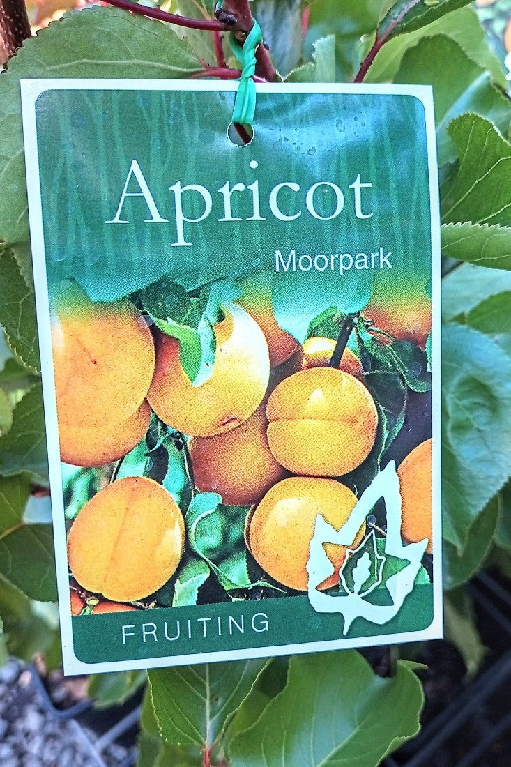 Avalon Nursery // Fruit Trees