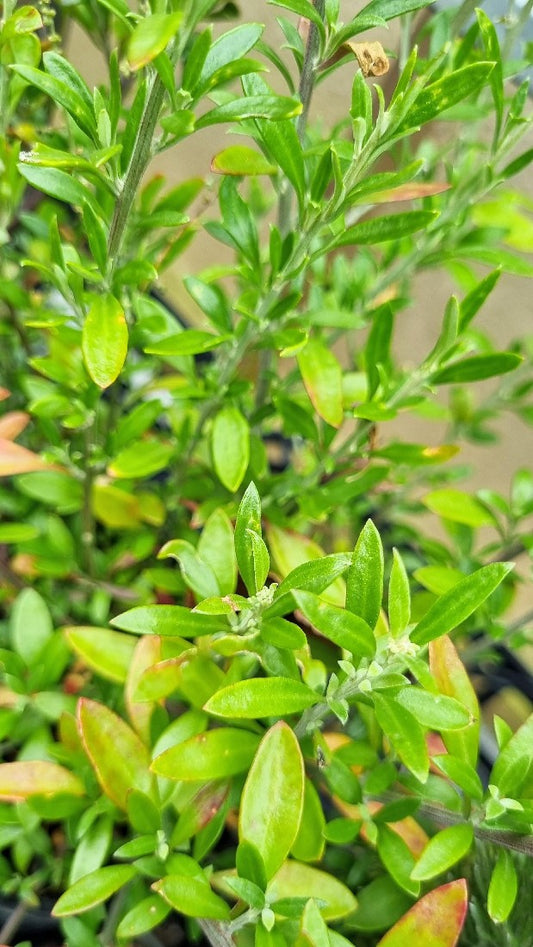 RHAGODIA CANDOLLEANA SEABERRY SALTBUSH 14MM