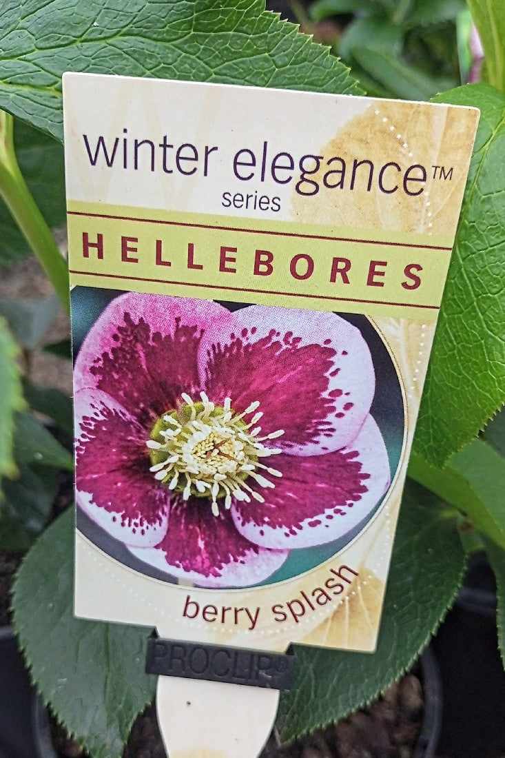 HELLEBORE BERRY SPLASH 140MM