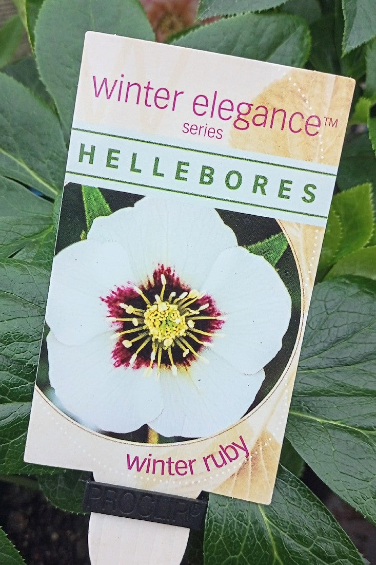 HELLEBORE WINTER RUBY 140MM