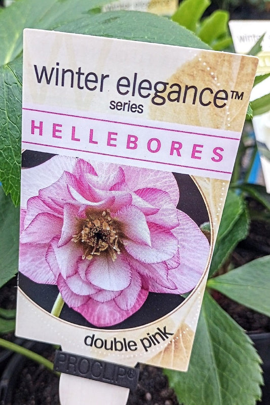 HELLEBORE DOUBLE PINK 140MM