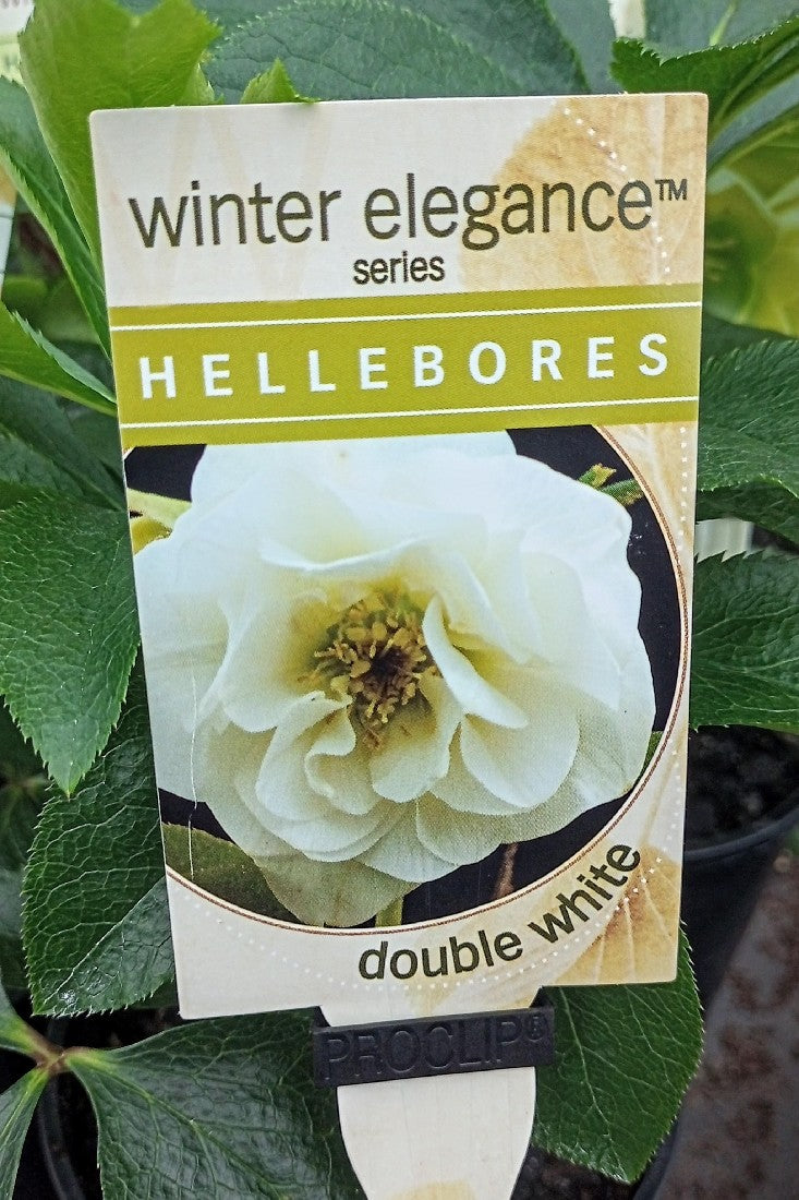 HELLEBORE DOUBLE WHITE 140MM