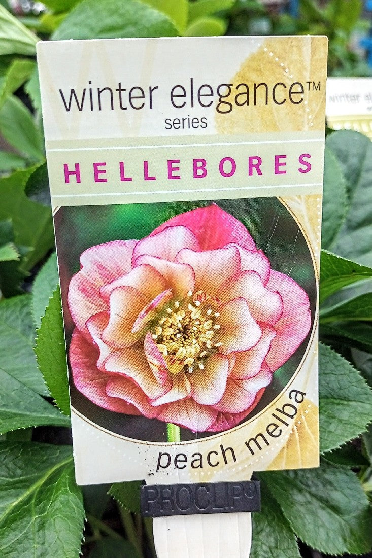 HELLEBORE PEACH MELBA 140MM