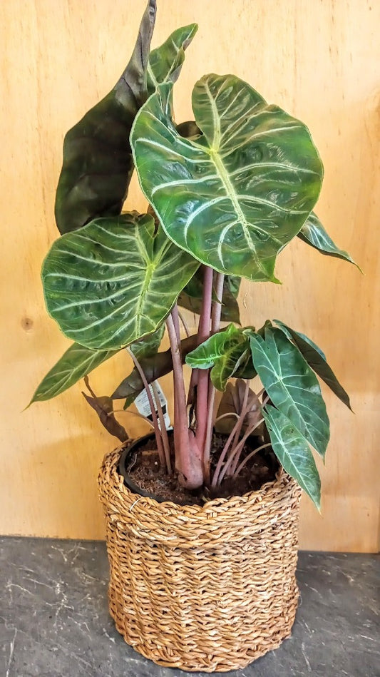 ALOCASIA PURPLE KNIGHT 200MM