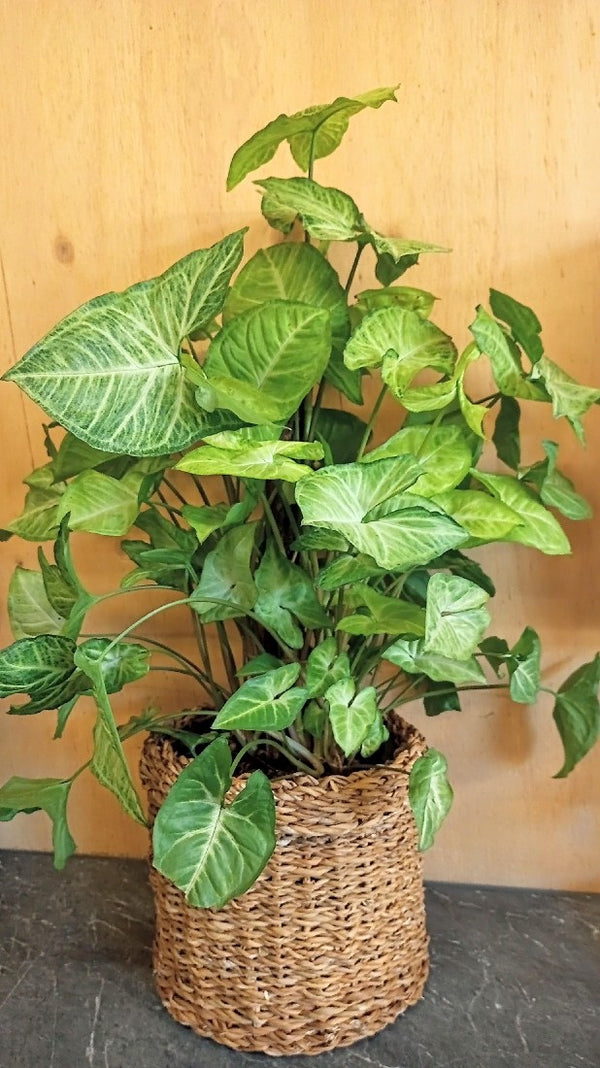 SYNGONIUM WHITE BUTTERFLY TOTEM Avalon Nursery