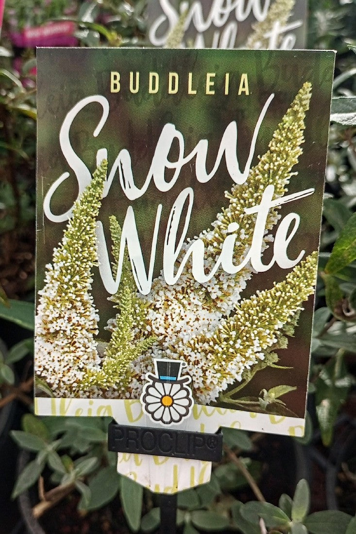 BUDDLEIA SNOW WHITE 140MM