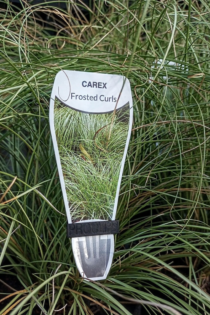 CAREX FROSTED CURLS 140MM