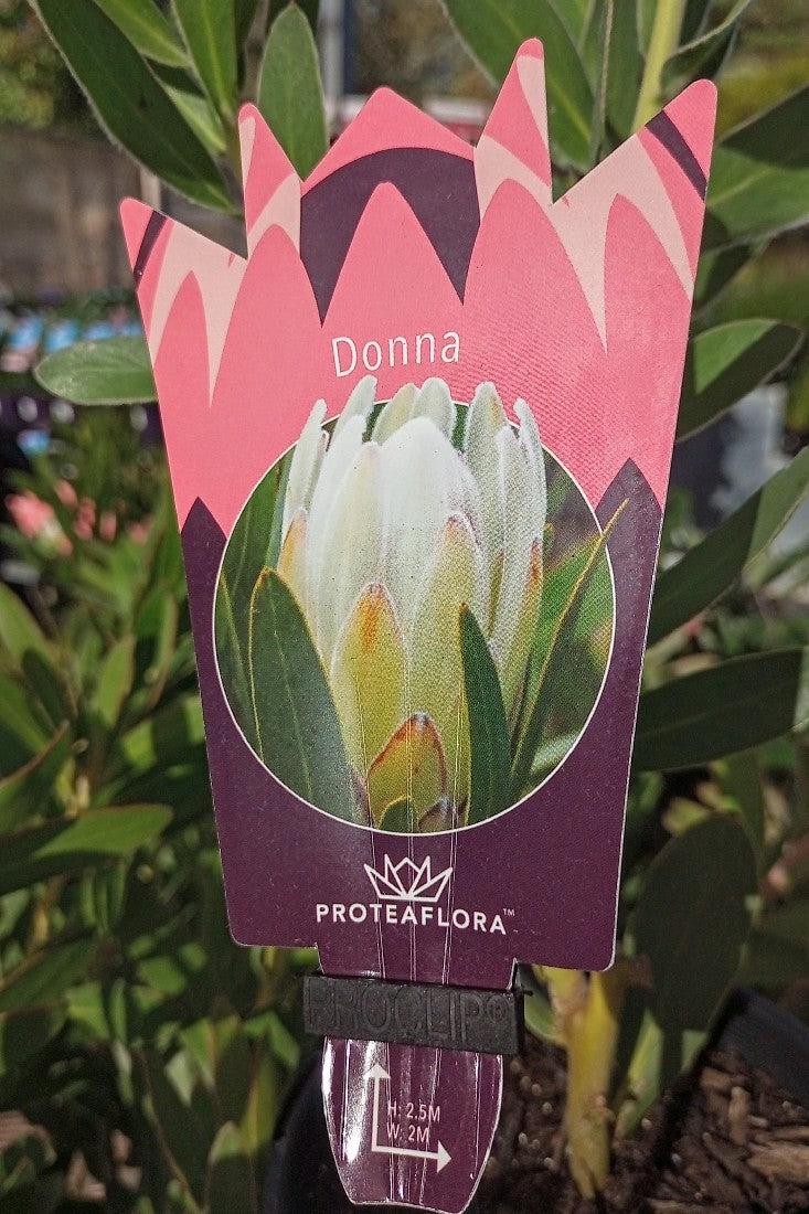 PROTEA DONNA 140MM