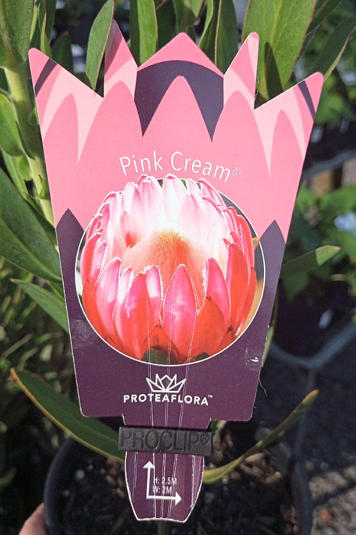 PROTEA PINK CREAM 140MM