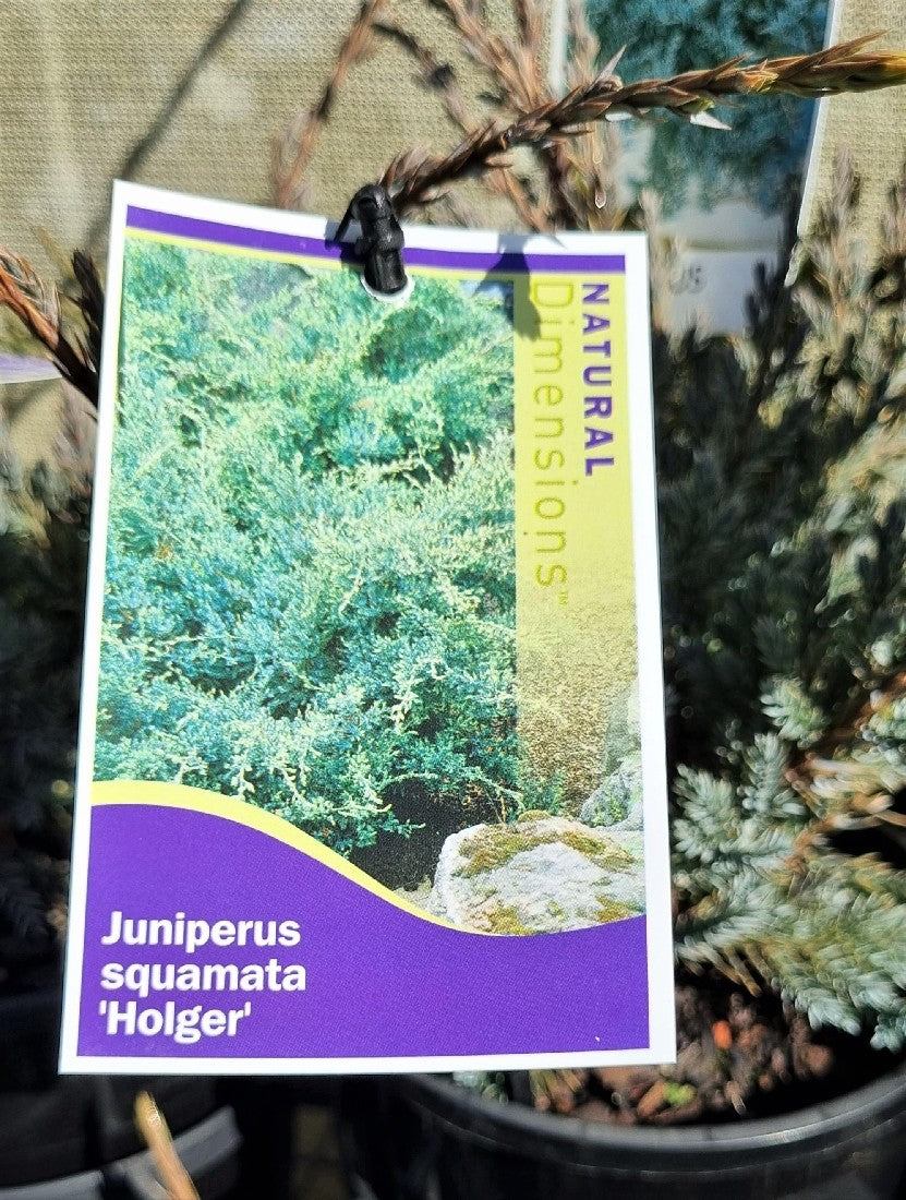 JUNIPERUS SQUAMATA HOLGER 140MM