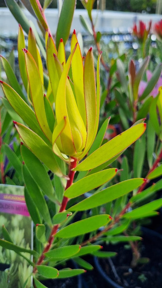 LEUCADENDRON GOLDEN MITRE 140MM