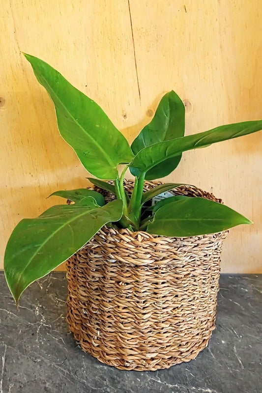 PHILODENDRON ERUBESCENS IMPERIAL GREEN 170MM