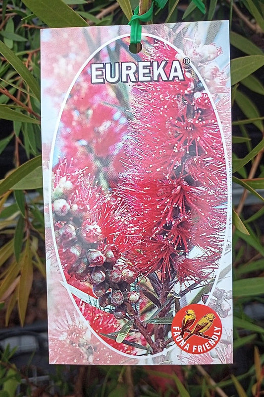 CALLISTEMON EUREKA 140MM