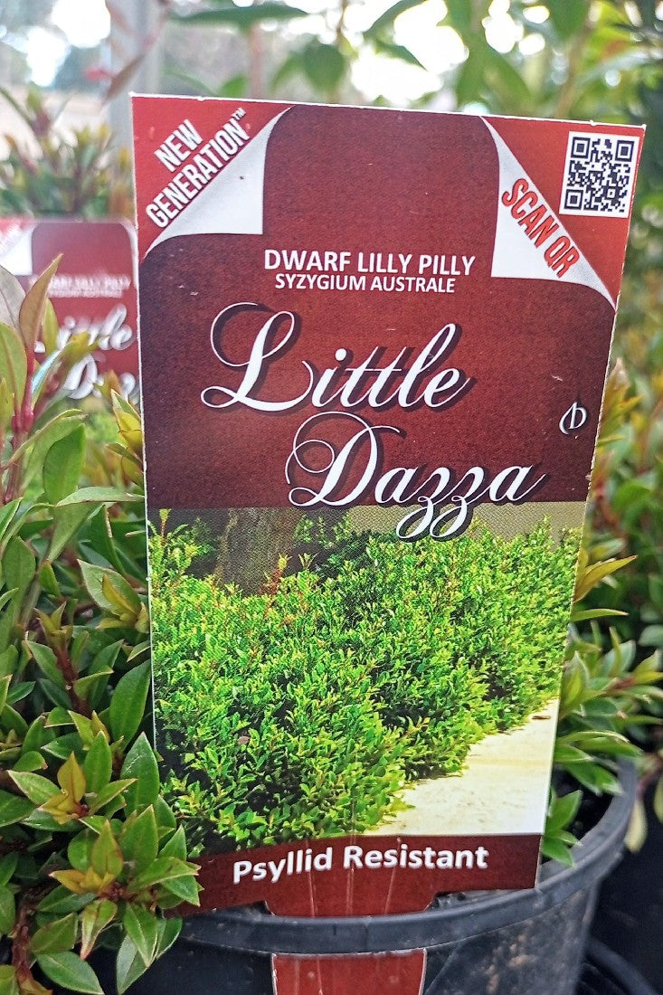 LILLY PILLY SYZYGIUM AUSTRALE LITTLE DAZZA 140MM