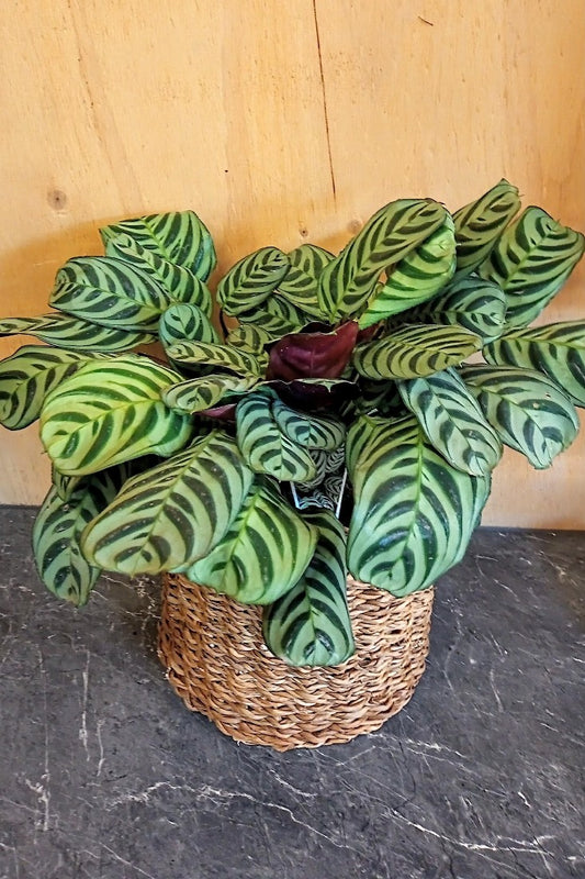 CALATHEA BURLE MARX 200MM