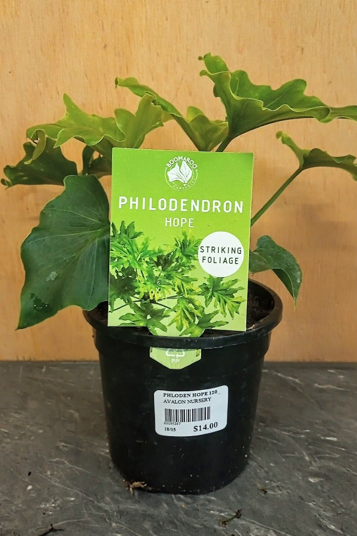 PHILODENDRON HOPE 120MM