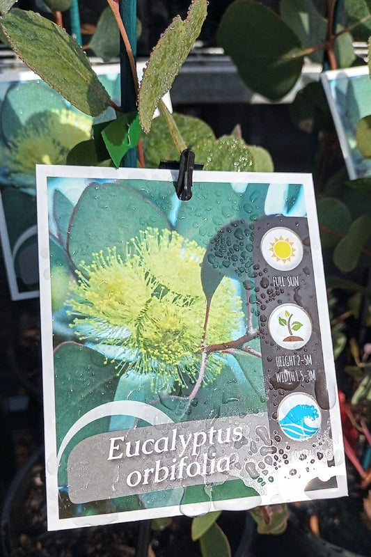 EUCALYPTUS ORBIFOLIA ROUND LEAF MALLEE 140MM