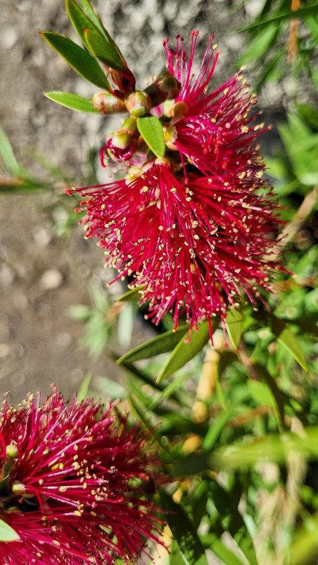 CALLISTEMON PURPLE CLOUD 250MM