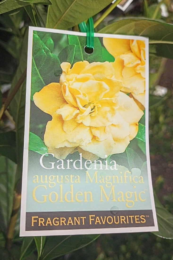 GARDENIA GOLDEN MAGIC 140MM