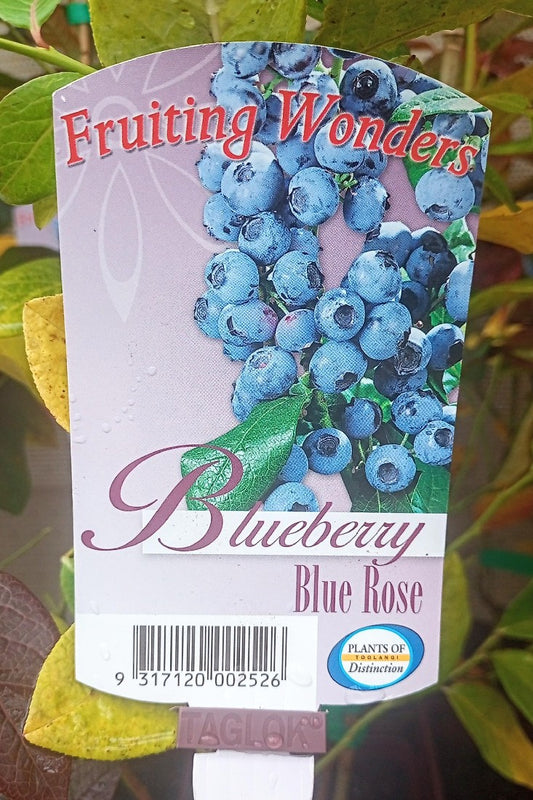 BLUEBERRY BLUE ROSE 2L