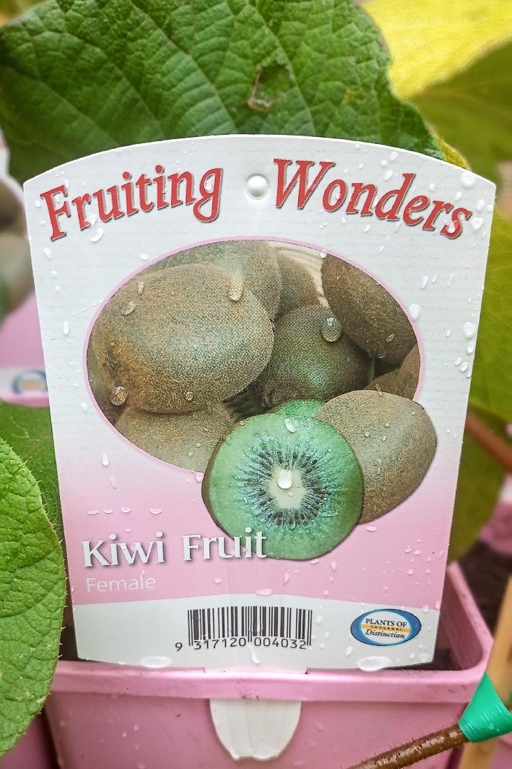 KIWI FRUIT FEMALE 2 LITRE