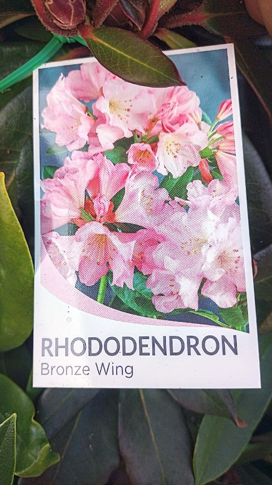 RHODODENDRON BRONZE WING 200MM
