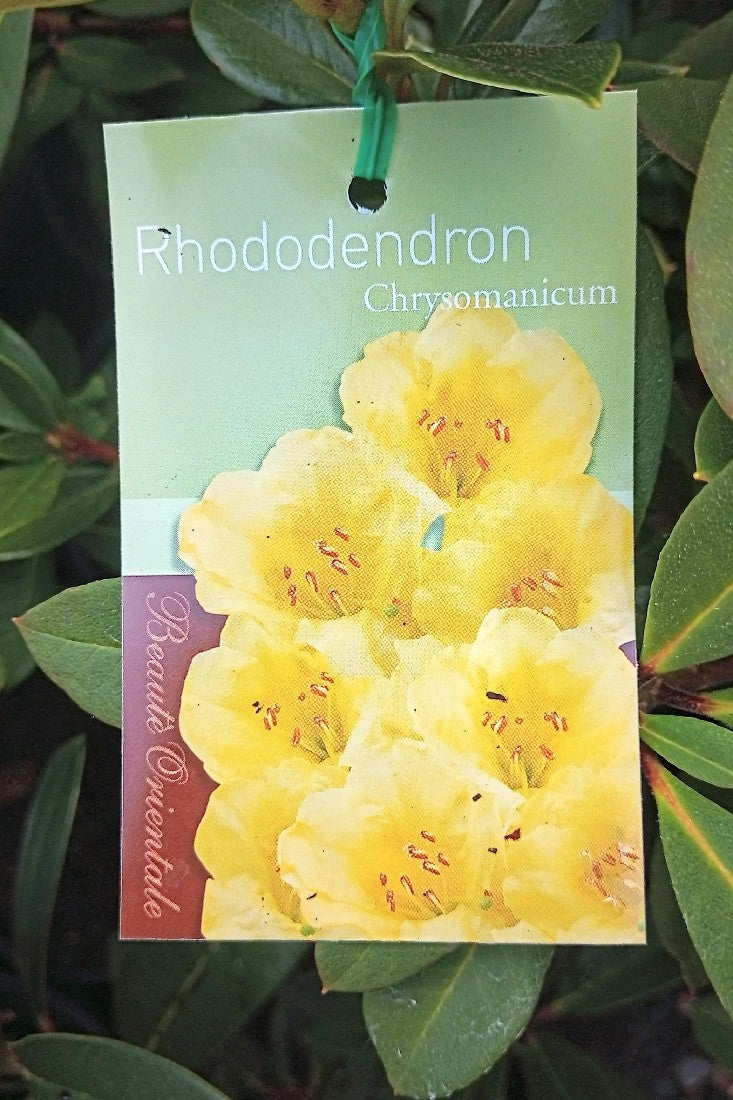 RHODODENDRON CHRYSOMANICUM GREX 200MM