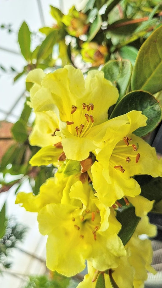 RHODODENDRON CHRYSOMANICUM GREX 200MM