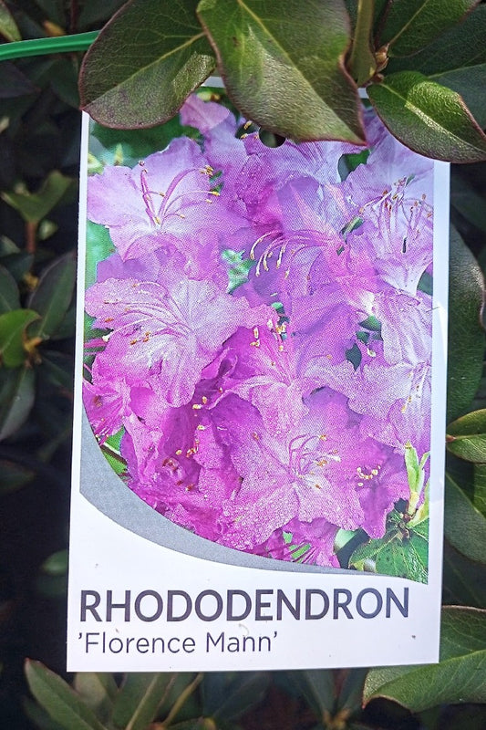 RHODODENDRON FLORENCE MANN 200MM